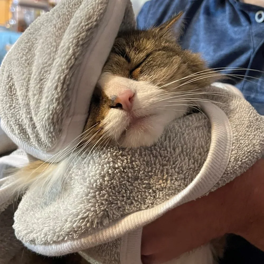 Milo's Choice Microfiber Pet Towel with Ear Shaped Drying Pockets
